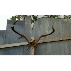 Hige Scottish red deer antlers *taxidermy*