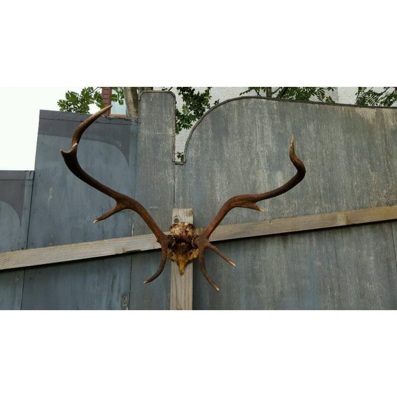 Hige Scottish red deer antlers *taxidermy*