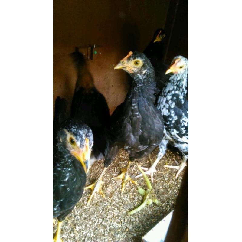 Exchequer leghorn cross pullets for sale