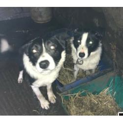 2 male Collie Dogs for sale