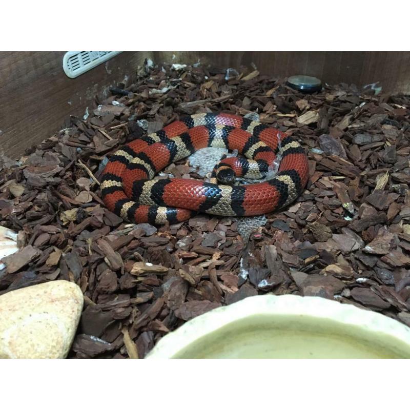 Stunning Mexican Milk Snake 3-4ft (male) with viv and full set up