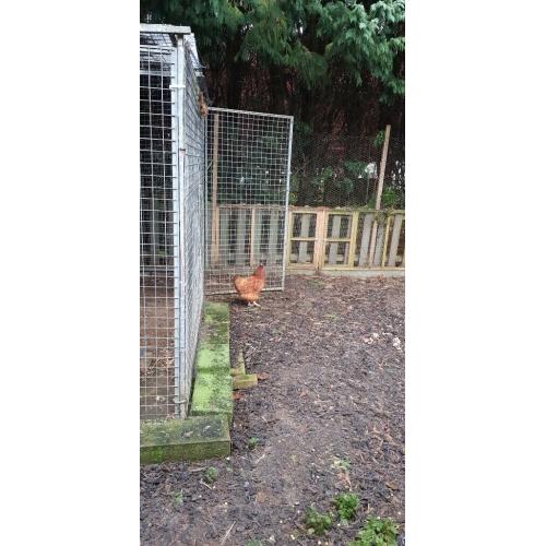 Lone chicken- Now rehomed :)