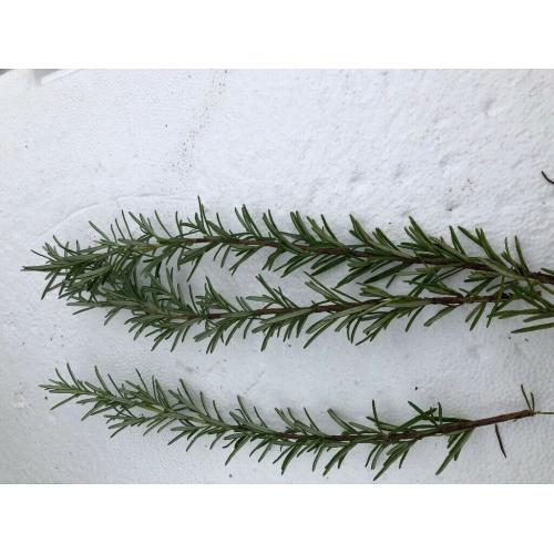 Rosemary herb leafs