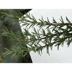 Rosemary herb leafs